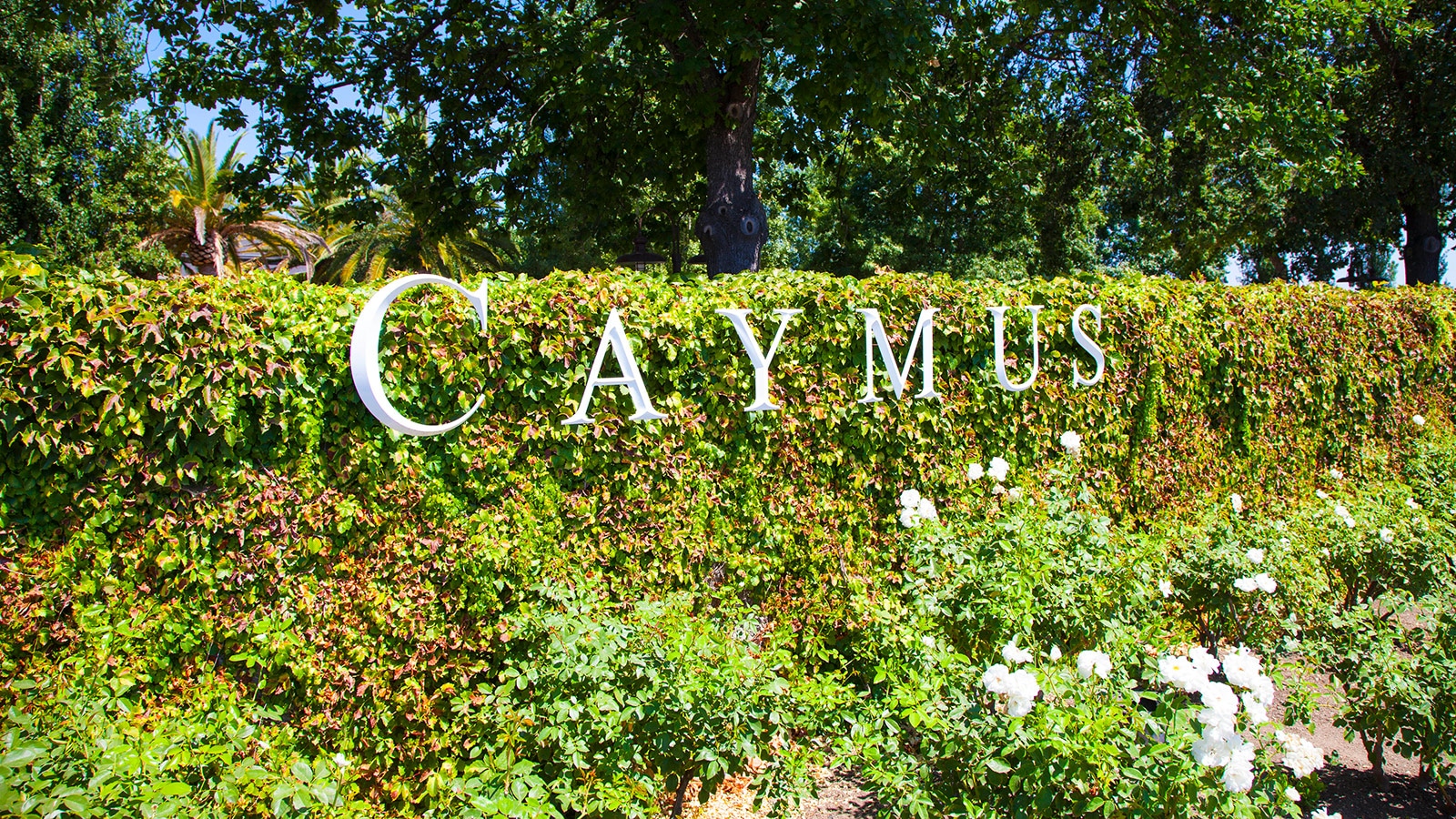 Meyer Sound Brings New Depth to the Caymus Tasting Room Experience